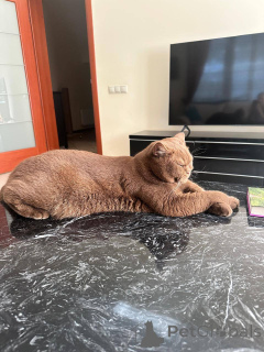 Фото №3. Британский короткошерстный котенок-мальчик. Германия