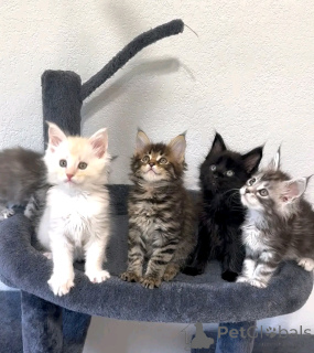 Фото №1. мейн-кун - купить в Вспоминание за 51857₽. Объявление №161338