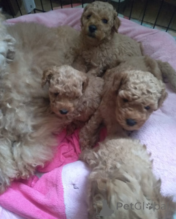 Фото №3. Пудель мини.  Грузия