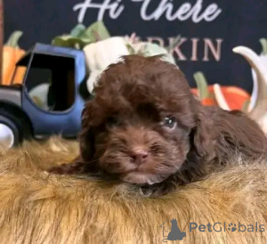 Фото №3. Стандартный Poodle Puppy для переосмысления.  США