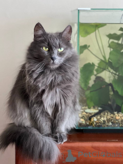 Фото №2 к объявлению №157487 о продаже  - купить в Беларуси частное объявление