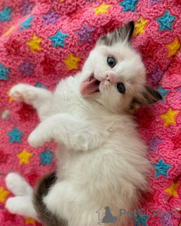 Фото №1. рэгдолл - купить в Бремен за договорная. Объявление №158062