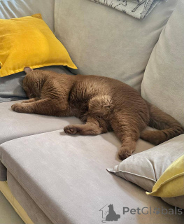 Фото №4. Продам британскую короткошёрстную в Берлине заводчик - цена договорная