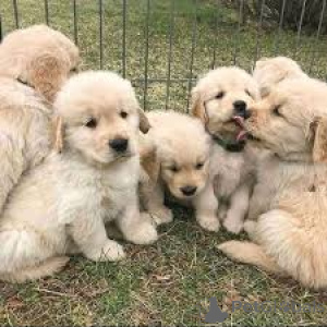 Фото №1. золотистый ретривер - купить в Брюсселе за 92767₽. Объявление №166576