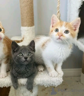 Фото №1. беспородная - купить в Хельсинки за 26960₽. Объявление №160941