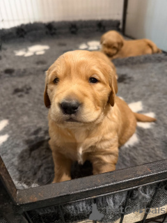 Фото №2 к объявлению №165865 о продаже золотистого ретривера - купить в Бельгии 