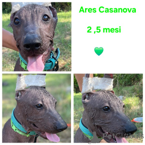 Фото №4. Продажа ксолоитцкуинтли в Balchik заводчик - цена договорная