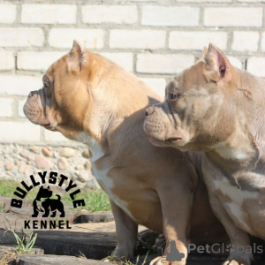 Фото №3. Американский булли.  Латвия