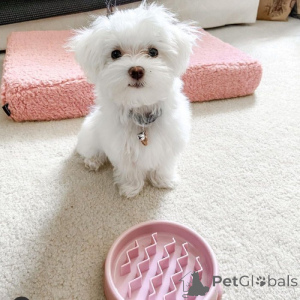 Фото №3. Любящий чайный чашка йорки щенки.  Канада