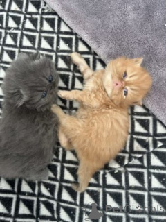 Фото №3. Ful Persian kittens Ready Now.. Великобритания