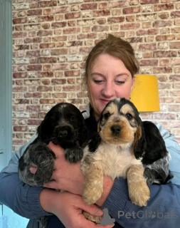 Фото №2 к объявлению №139065 о продаже английского кокер-спаниеля - купить в Германии частное объявление, заводчик