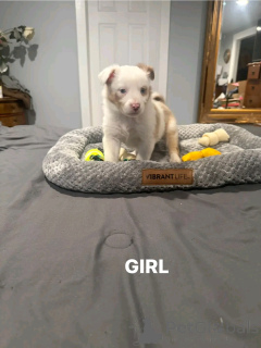 Фото №2 к объявлению №137778 о продаже австралийскую овчарку - купить в Германии заводчик