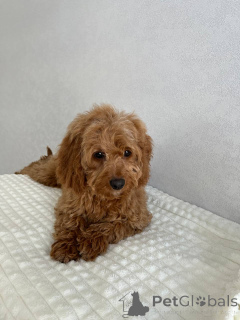 Фото №3. Девушка-какапу.  Нидерланды