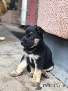 Фото №1.  - купить в Алис Спрингс за 71894₽. Объявление №161048