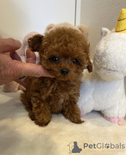 Фото №1. пудель (той) - купить в Берлине за договорная. Объявление №155516