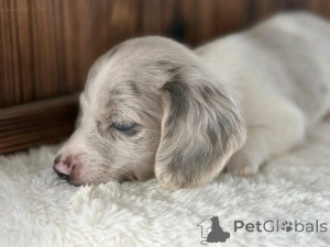 Фото №4. Продажа таксу в Огайо заводчик - цена договорная