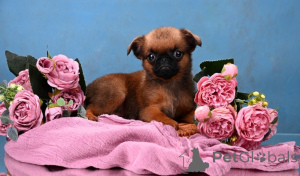 Фото №2 к объявлению №164174 о продаже пти-брабансона - купить в России частное объявление