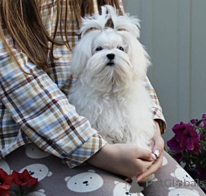 Фото №3. Мини мальчик FCI.  Украина