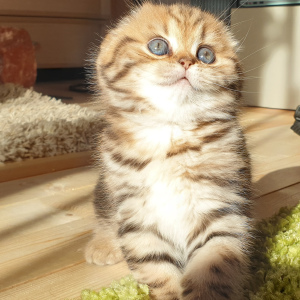 Фото №3. ШОТЛАНДСКИЕ КОТЯТА ГОТОВЫ К РЕЗЕРВУ. Молдова