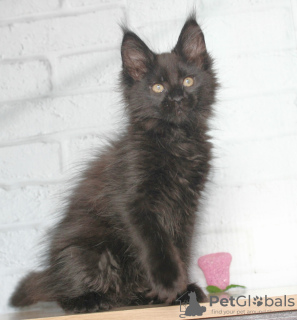 Фото №3. Котята Мейн кун. Россия