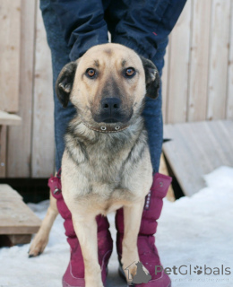 Фото №3. Семейный пёс небольшого размера.  Россия