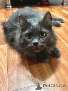 Фото №3. Шикарная Марси. Беларусь