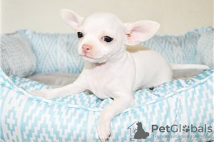 Фото №3. Adorable Chihuahua Puppies for free adoption.  Германия