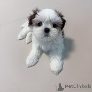 Фото №3. Wunderschöne Shih-Tzu-Welpen suchen einliebevolles neues Zuhause.  Германия