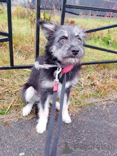 Фото №4. Продажа беспородную в Санкт-Петербурге частное объявление - цена Бесплатно