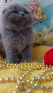 Фото №4. Продам шотландскую вислоухую (скоттиш фолд) в Пршибрам заводчик - цена 845050₽