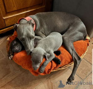 Фото №2 к объявлению №159853 о продаже грейхаунда - купить в Литве частное объявление