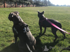 Фото №4. Продажа стаффордширского бультерьера в Хельсинки частное объявление, заводчик - цена 92767₽