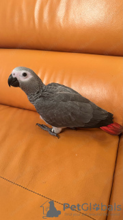 Фото №3. Лоро Гри Африкано.  Испания