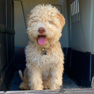 Фото №1. лаготто-романьоло - купить в Неттетал за 44934₽. Объявление №159188