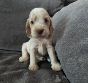 Фото №4. Продажа английского кокер-спаниеля в Варшаве заводчик - цена договорная