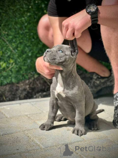 Фото №2 к объявлению №167856 о продаже кане-корсо - купить в Сербии 