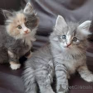 Фото №1. норвежская лесная - купить в Берне за 64937₽. Объявление №163256