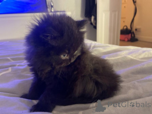 Фото №2 к объявлению №163472 о продаже британская длинношёрстная - купить в Австрии частное объявление, заводчик