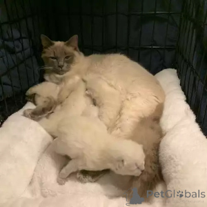 Фото №1. рэгдолл - купить в Brownshwayg за 35251₽. Объявление №167264