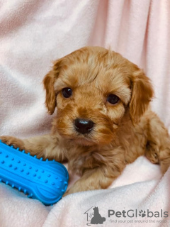 Фото №3. Beautiful Cavapoo Puppies For free adoption.  Германия