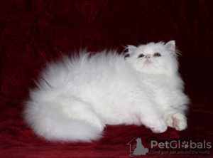 Фото №3. Шикарный персидский котенок-мальчик белоснежного окраса PER w, современного типа. Украина