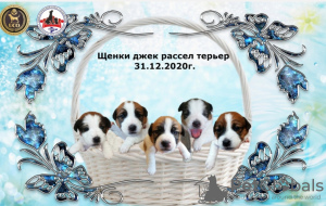 Фото №2 к объявлению №8991 о продаже джек-рассел-терьера - купить в России частное объявление