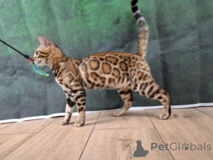 Фото №3. Бенгальская самка. Польша