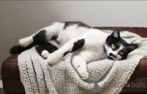 Фото №3. Кошечка Буся в ожидании добрых хозяев!. Россия