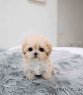 Фото №2 к объявлению №139126 о продаже мальтипу - купить в Виргинских Островах США заводчик