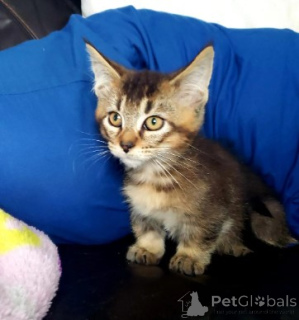 Фото №1. манчкин - купить в Берлине за договорная. Объявление №160389