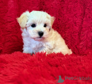 Фото №2 к объявлению №149849 о продаже мальтипу - купить в Германии 