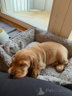 Фото №3. Щенки английского кокер-спаниеля отлично ладят с детьми!.  Франция