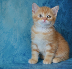 Фото №3. Красный мраморный котик. Россия