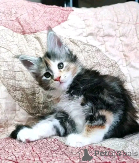 Фото №2 к объявлению №137220 о продаже мейн-кун - купить в Германии заводчик